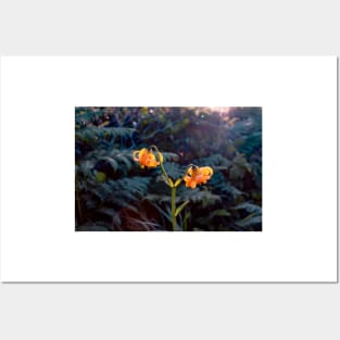 Tiger lilies and sunlight Posters and Art